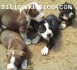 inglés cachorros pitbull