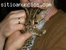 Exóticas adorables y lindos serval y gat