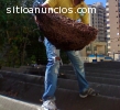Erradicamos Insectos Masticadores