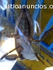 Fumigacion con Productos Antiasmaticos