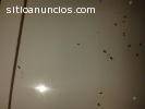 Fumigacion para Casas Eliminamos Plagas