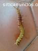 Fumigacion para Exterminar Ciempies