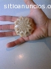 JABON DE GLICERINA CON AVENA