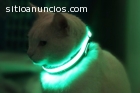 Mascotas a la moda con sus Collares Led