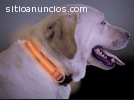 Mascotas a la moda con sus Collares Led