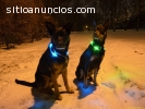 Mascotas a la moda con sus Collares Led