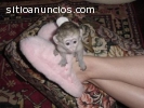 Mono capuchino para Adopción,